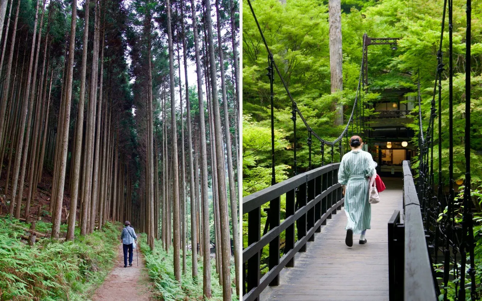 A walker with a cane on a dirt path between tall straight cedar trunks; A woman in a striped robe crossing a black suspension bridge toward an inn among maples
